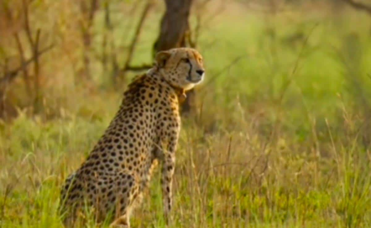 Female Cheetah To Soon Give Birth To Cubs At Kuno National Park