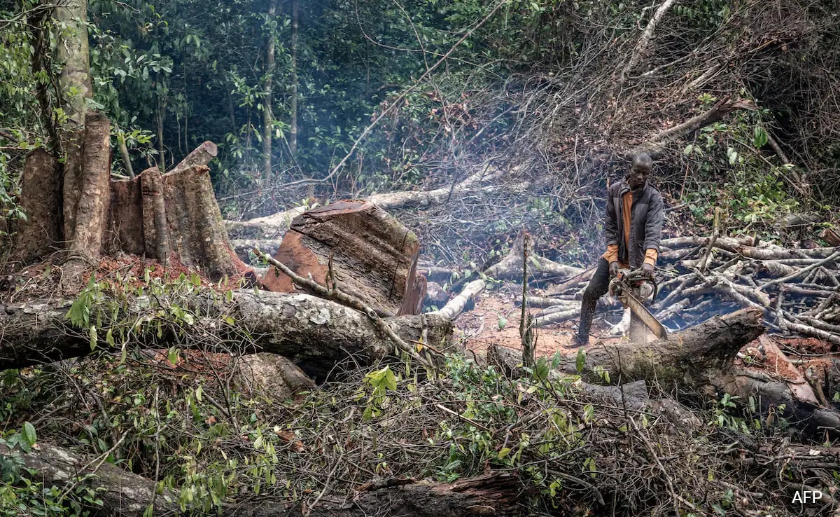 From Bolivia To Indonesia, Deforestation Continues Apace