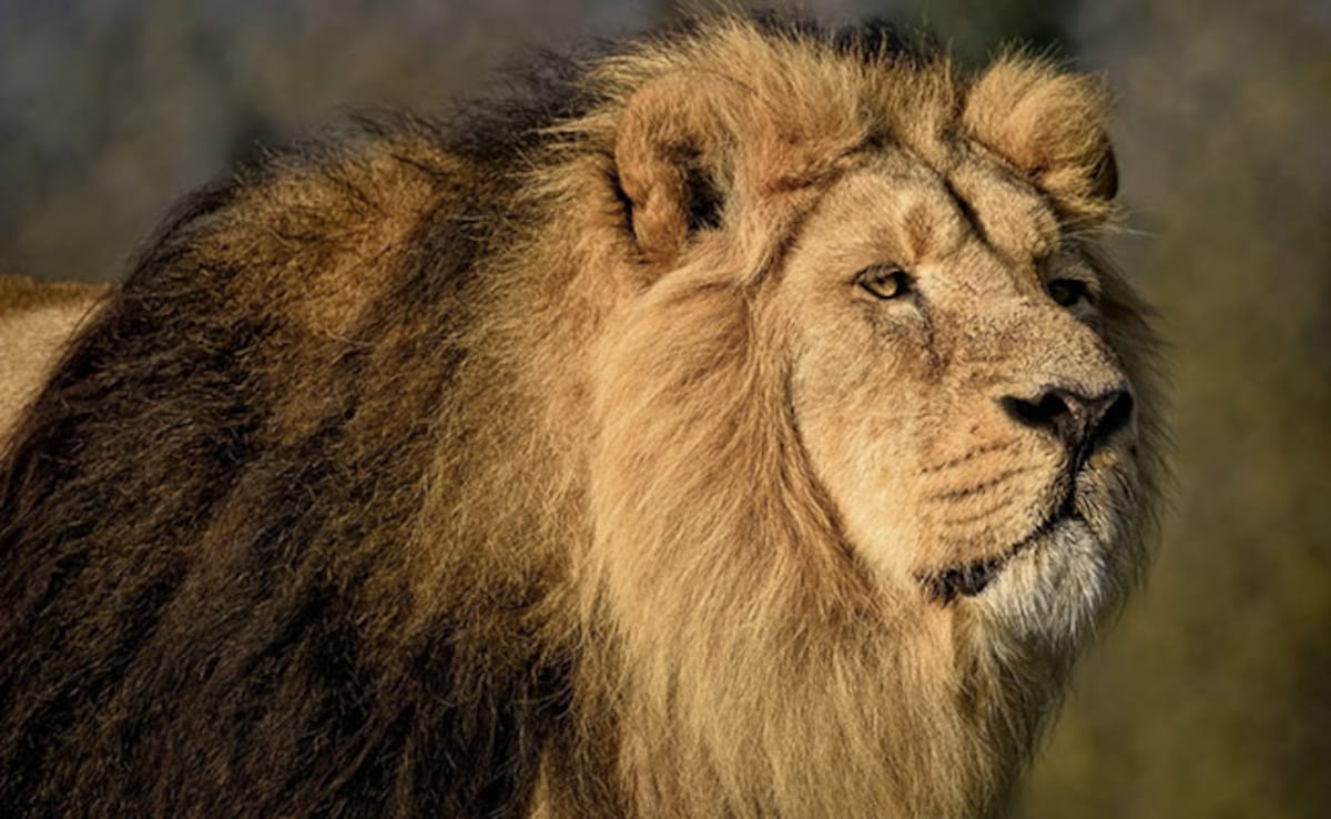 Nigerian Zookeeper Mauled To Death By Lion After Leaving Safety Gate Open During Feeding