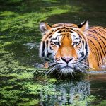 47 Tigers Die In Vietnam Zoos Due To H5N1 Bird Flu Virus: Report