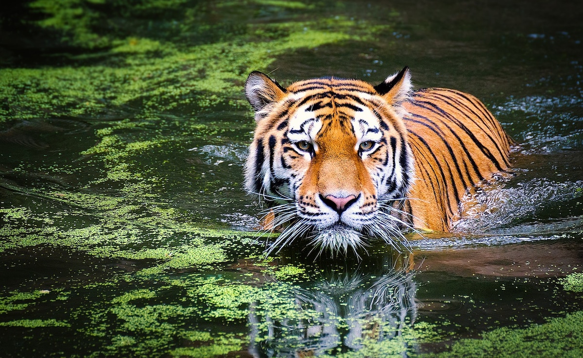 47 Tigers Die In Vietnam Zoos Due To H5N1 Bird Flu Virus: Report