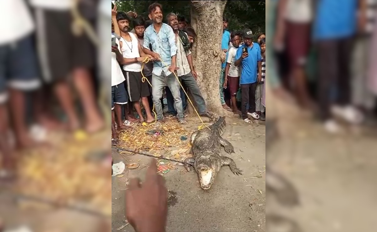 Video: Crocodile Sparks Panic In Kanpur, But Some Seize A Photo Opportunity