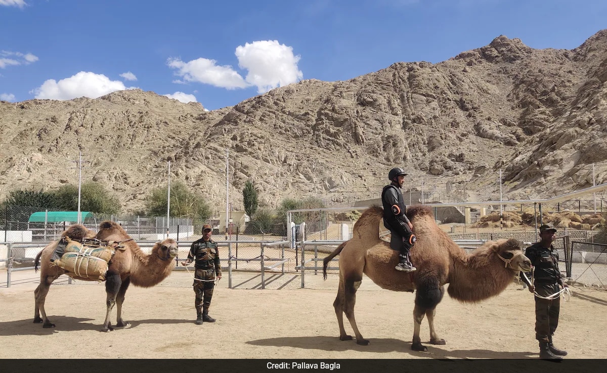 Hoof Patrol? How 2-Humped Camels Are Being Trained As 'Soldiers' In Ladakh