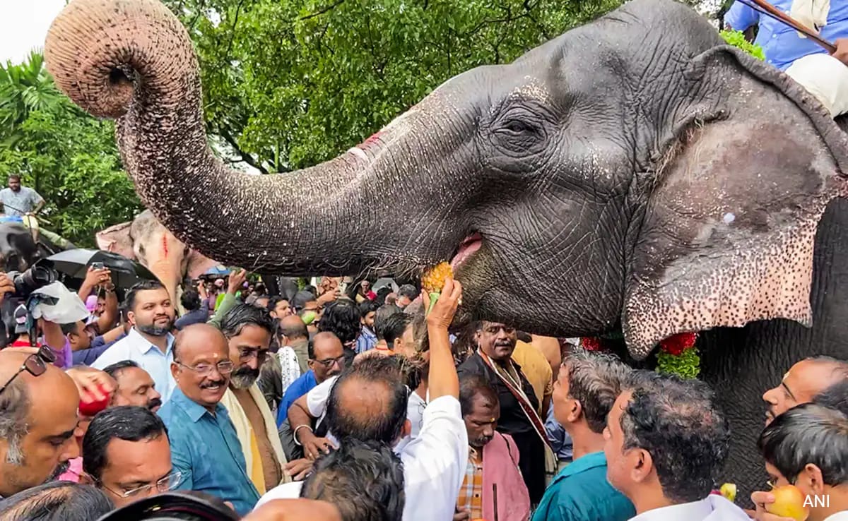 Elephant Brought For Movie Shoot Runs Into Forest, Found 12 Hours Later