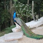 Peacock Sighting At 6,500 Feet In Uttarakhand Surprising, Say Experts