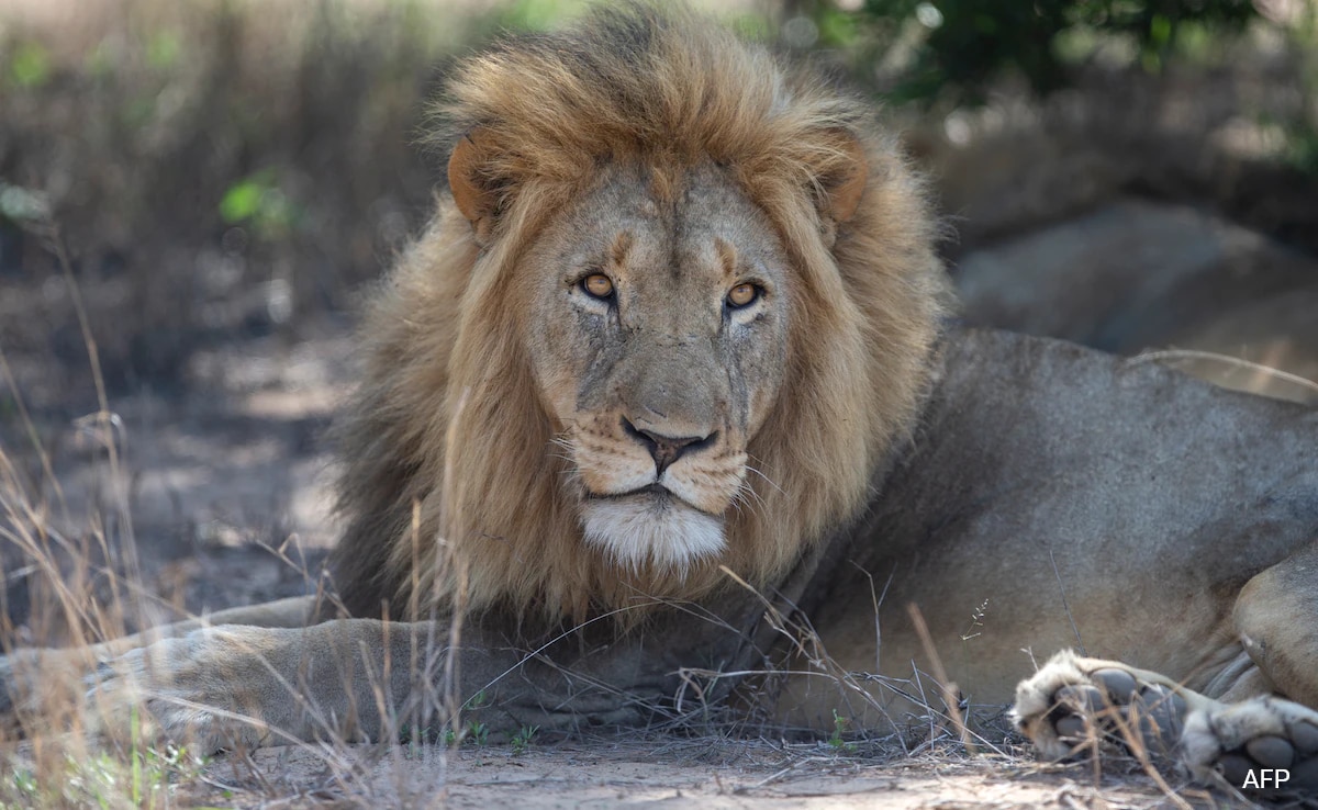 Lions Maul Zookeeper To Death At Crimea Safari Park