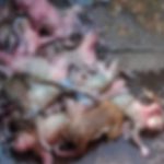 Dead Bodies Of 30 Monkeys Found In Telangana: Cops