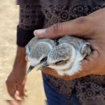 Contagious Bird Disease Strikes At Rajasthan Sambhar Lake