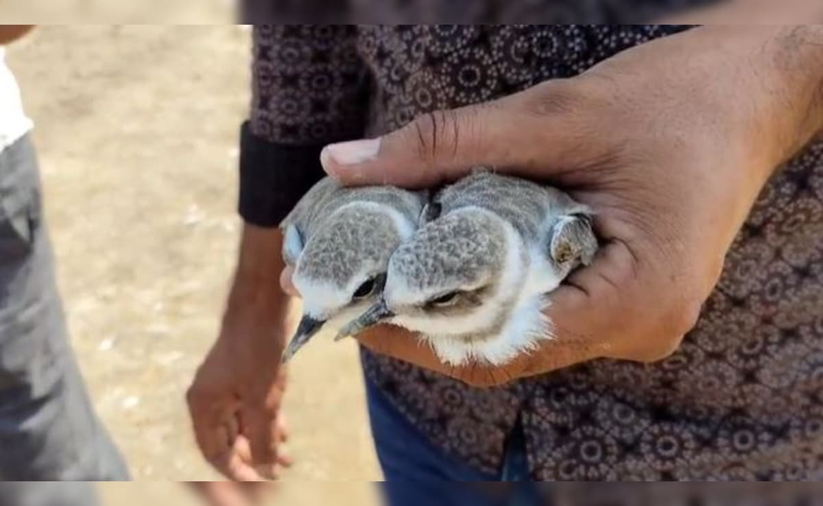 Contagious Bird Disease Strikes At Rajasthan Sambhar Lake