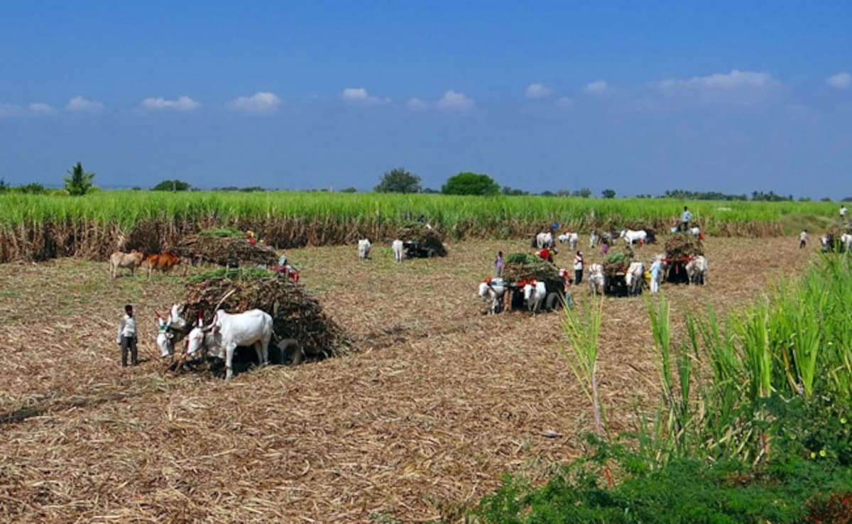 Explainer: How Global Tensions Are Affecting Farmers In Madhya Pradesh