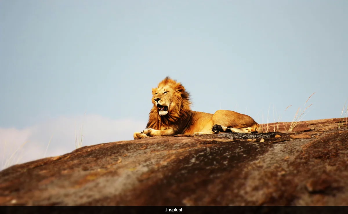 Animals Fear Humans More Than Lions In South Africa’s Wild: Study