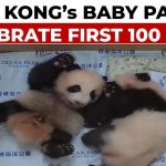 Hong Kong celebrates 100 days of locally born panda cubs