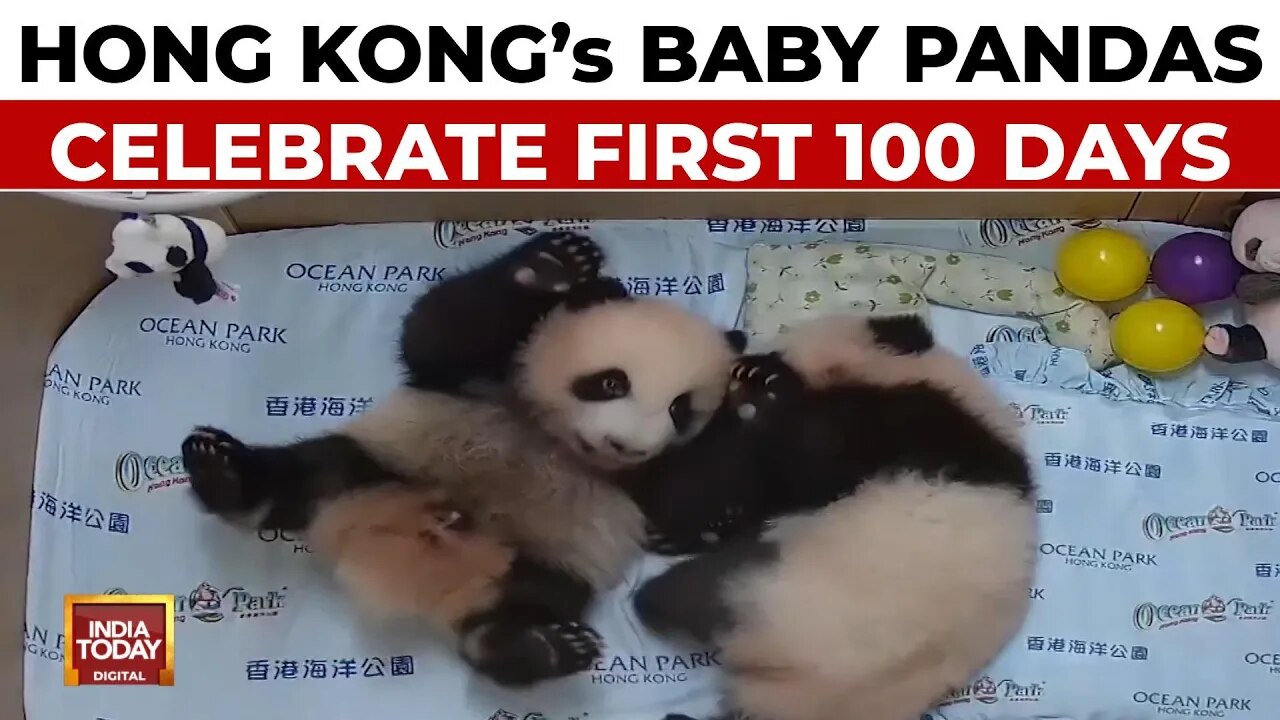 Hong Kong celebrates 100 days of locally born panda cubs