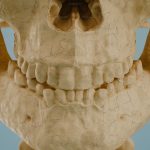 New Child Fossil Teeth Reveal Why Humans Developed an Unusually Long Childhood