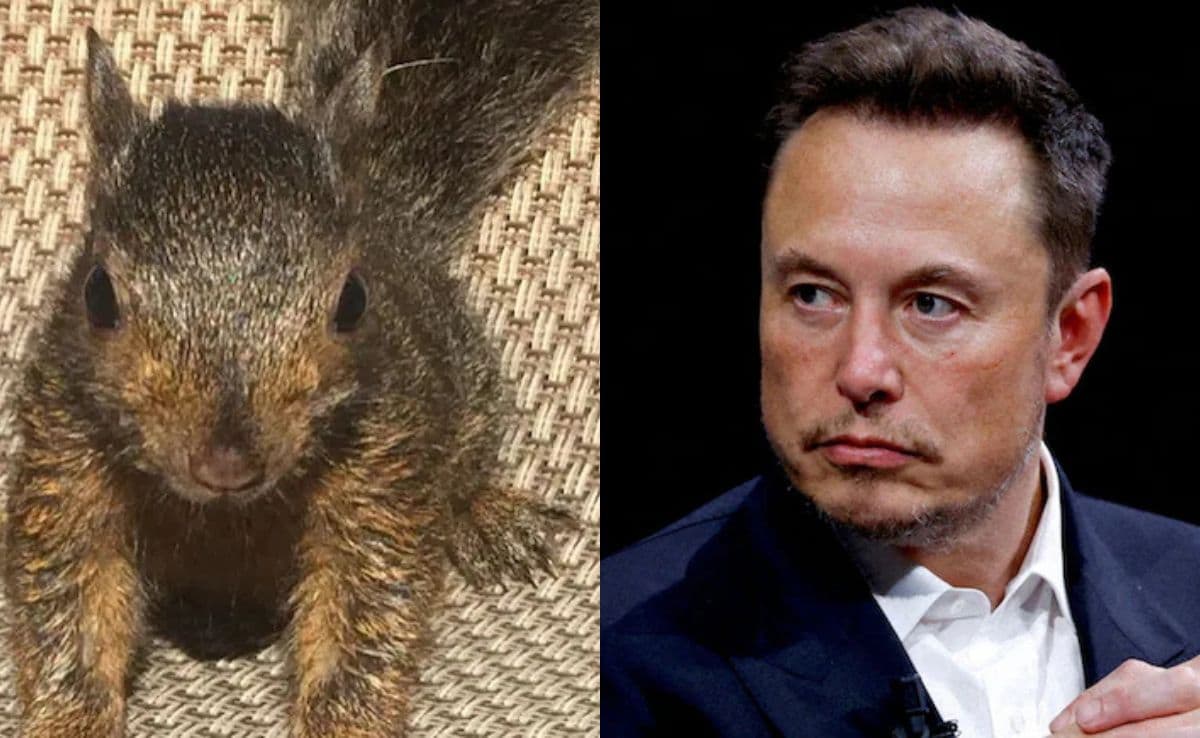 Elon Musk After Celebrity Squirrel Peanut’s Euthanasia