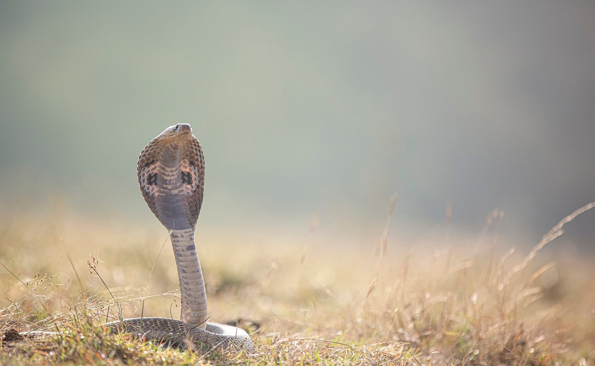 Centre Declares Snakebites A "Notifiable Disease" In India