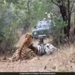 Video: 2 Tigresses' Fierce Fight Stuns Safari Tourists In Maharashtra