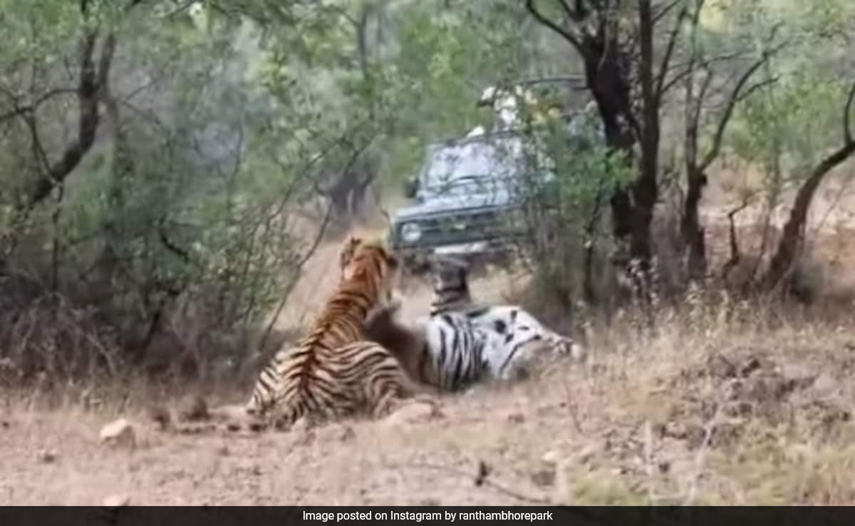 Video: 2 Tigresses' Fierce Fight Stuns Safari Tourists In Maharashtra