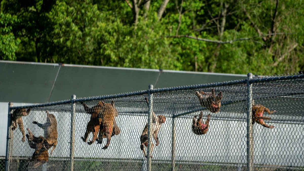 43 monkeys escape from research lab in US’s South Carolina, 1 recovered