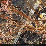 Mystery Surrounds Alligator Found In Suburban New York Waterway