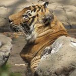 17-Year-Old Royal Bengal Tiger Dies At Tirupati Zoo