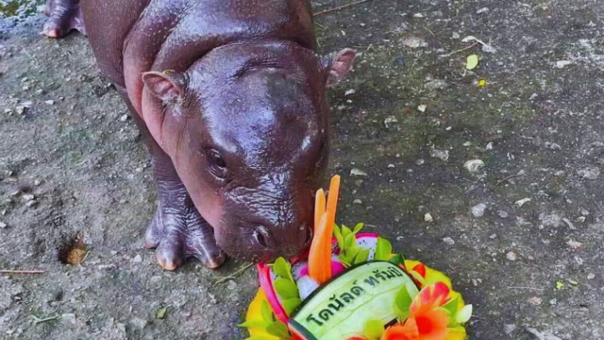 Video: Viral hippo Moo Deng predicts who will win US presidential election