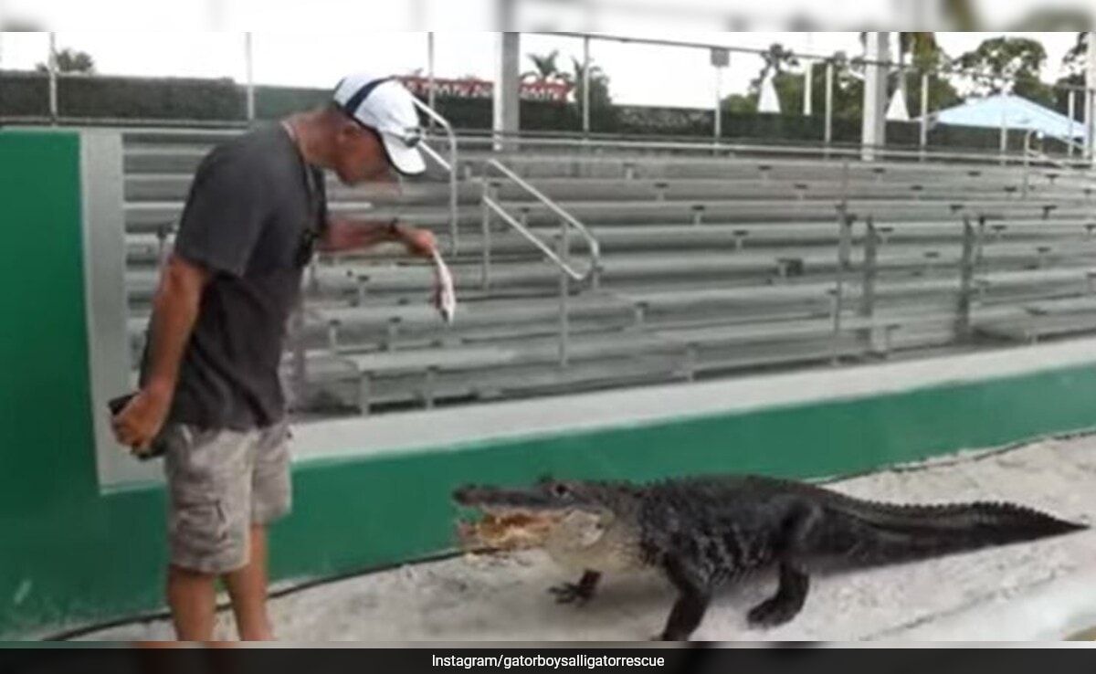 This Alligator Named Darth Gator Only Emerges To His Iconic ‘Theme Song’