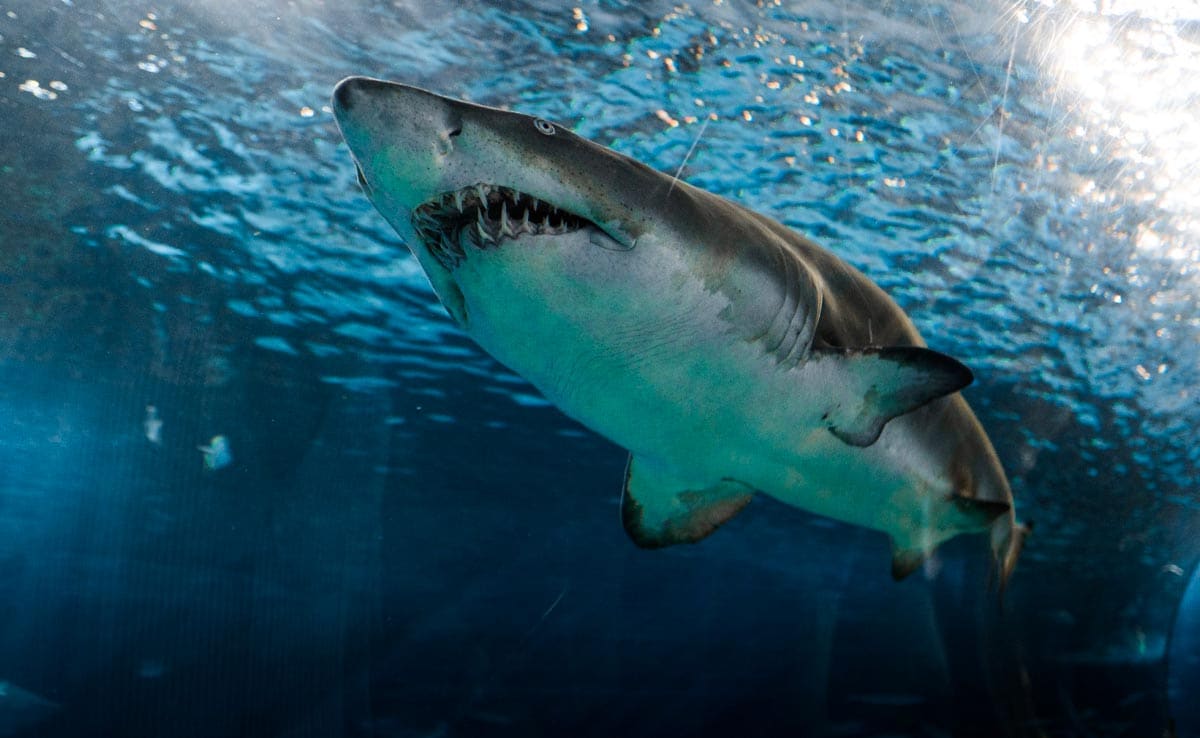 Man, Fishing With Family In Australia’s Great Barrier Reef, Killed In Shark Attack