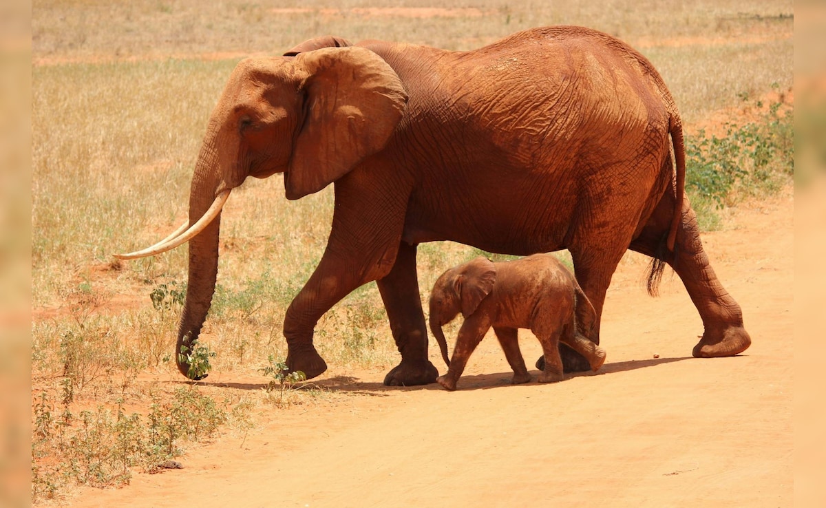 Mysterious Reason Why Over 300 Elephants Died In Botswana Revealed