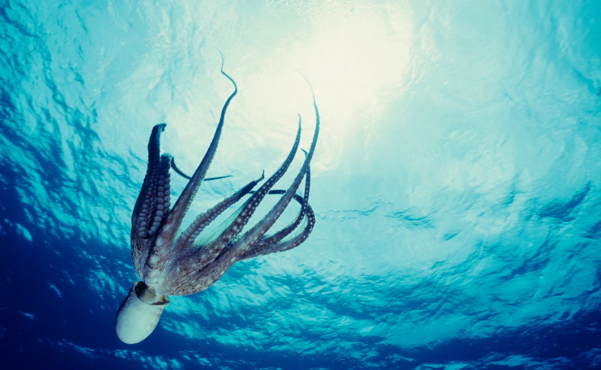 What Scientists Know About Consciousness In Octopuses, Which Have 9 Brains