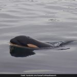 Orca That Carried Dead Calf For 1,600 Km Gives Birth To New Baby