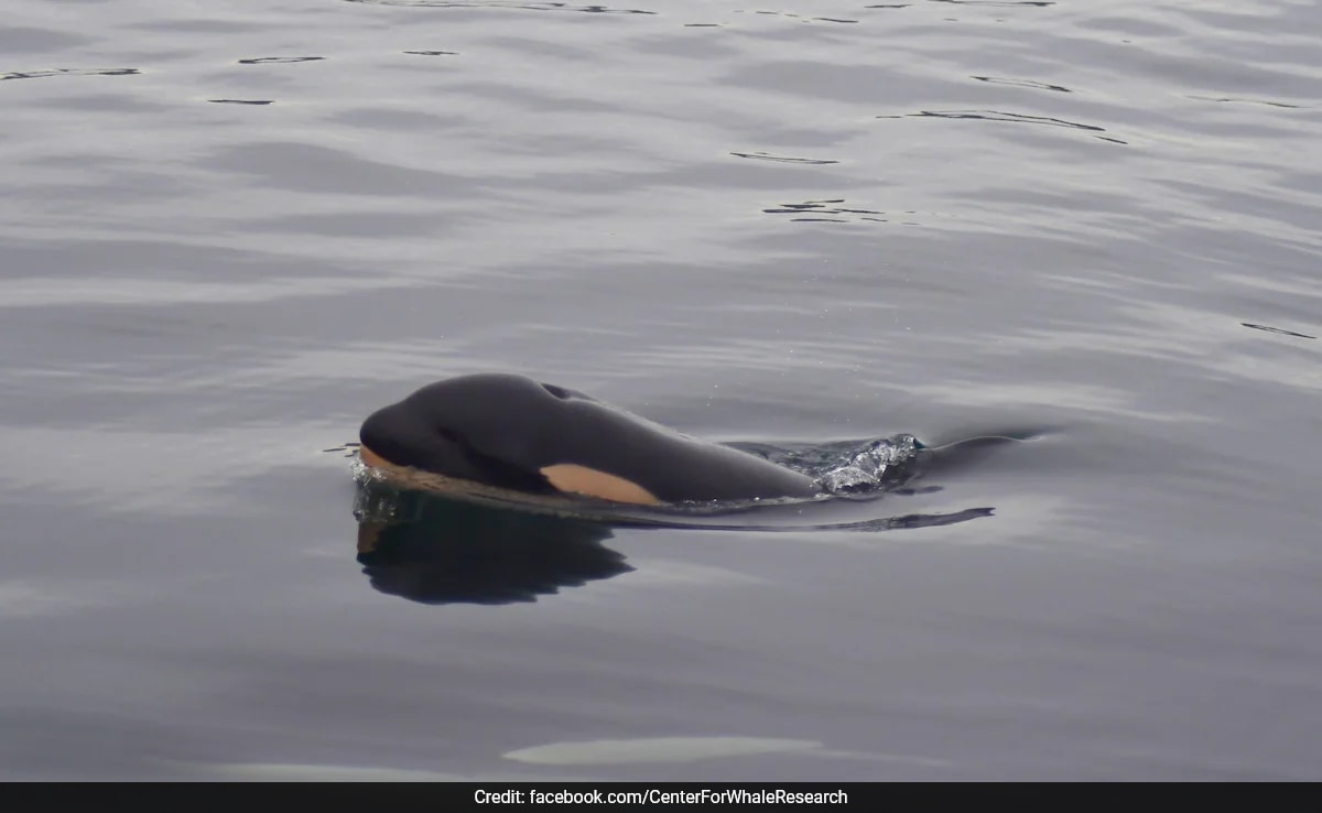 Orca That Carried Dead Calf For 1,600 Km Gives Birth To New Baby