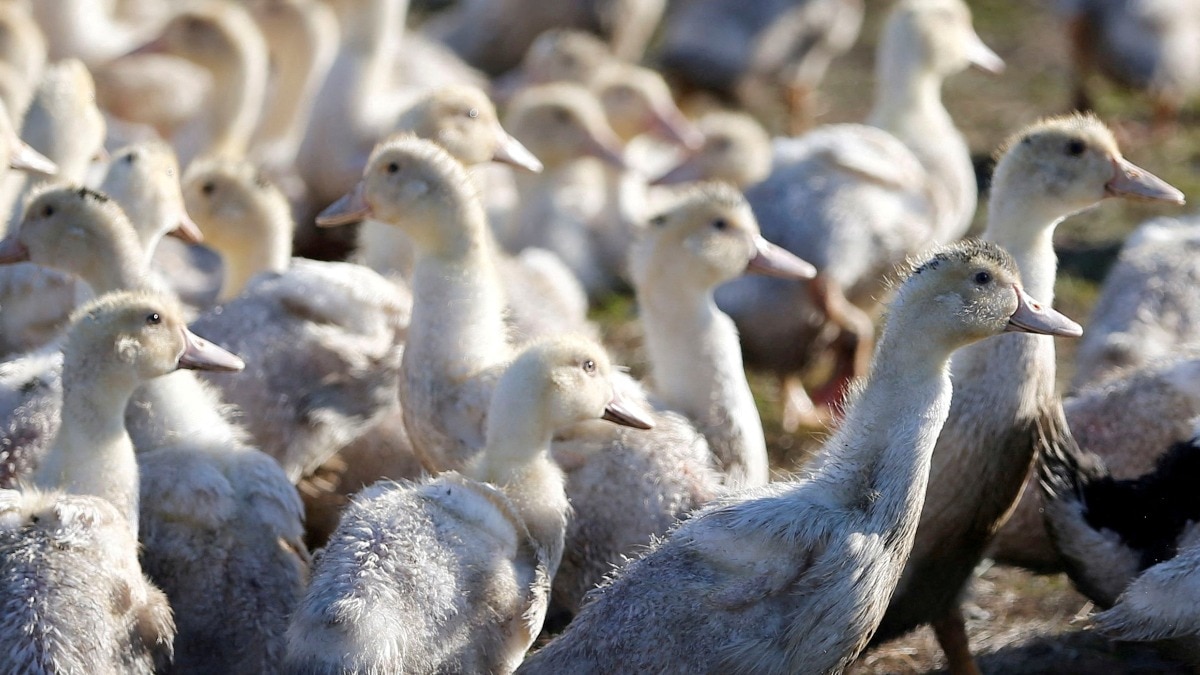 US: California declares state of emergency amid rising bird flu cases