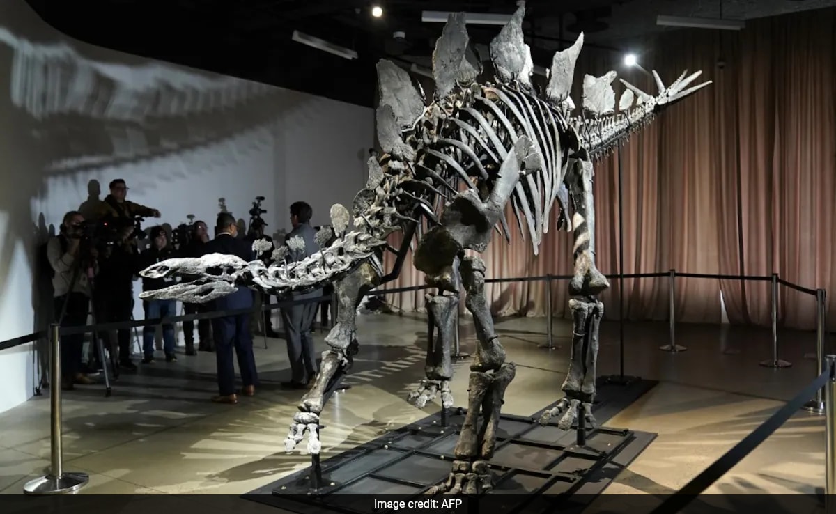 World’s Most Expensive Dinosaur Fossil ‘Apex’ Returns To NYC Museum