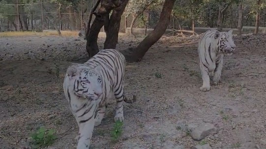 Gujarat's Sakkarbaug Zoo Welcomes A Pair Of White Tigers