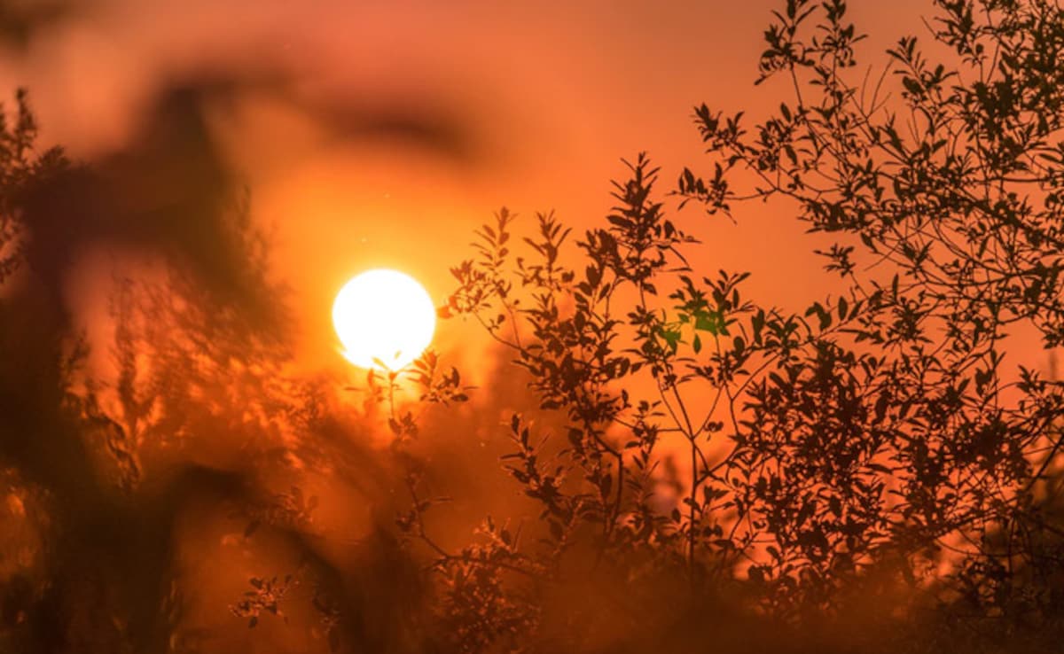 Germany Says 2024 Has Been Its Hottest Year On Record