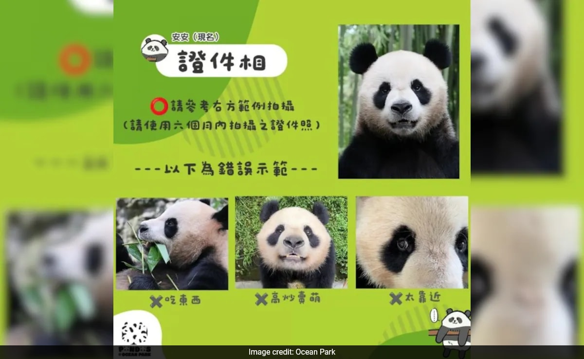 Hong Kong Spends Rs 76 Lakh On Panda Renaming Contest, Ends Up Retaining Original Names