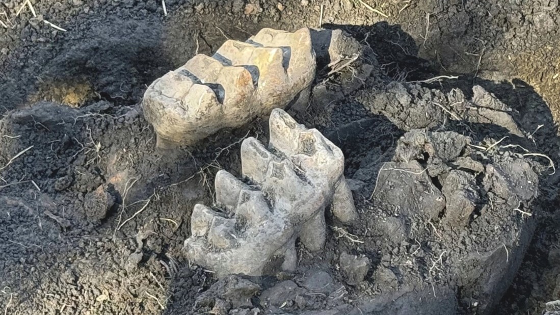 New York man finds mastodon jaw while gardening in his backyard