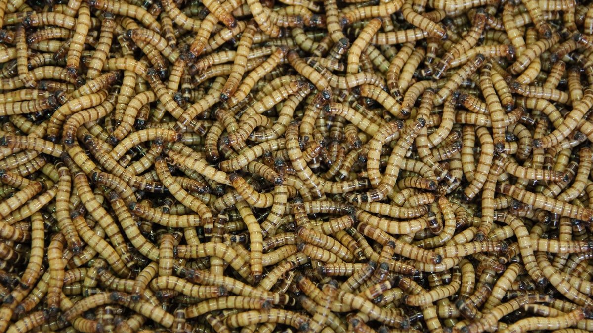 Mealworms Can Eat Plastic, But Study Shows Limited Impact on Pollution Crisis