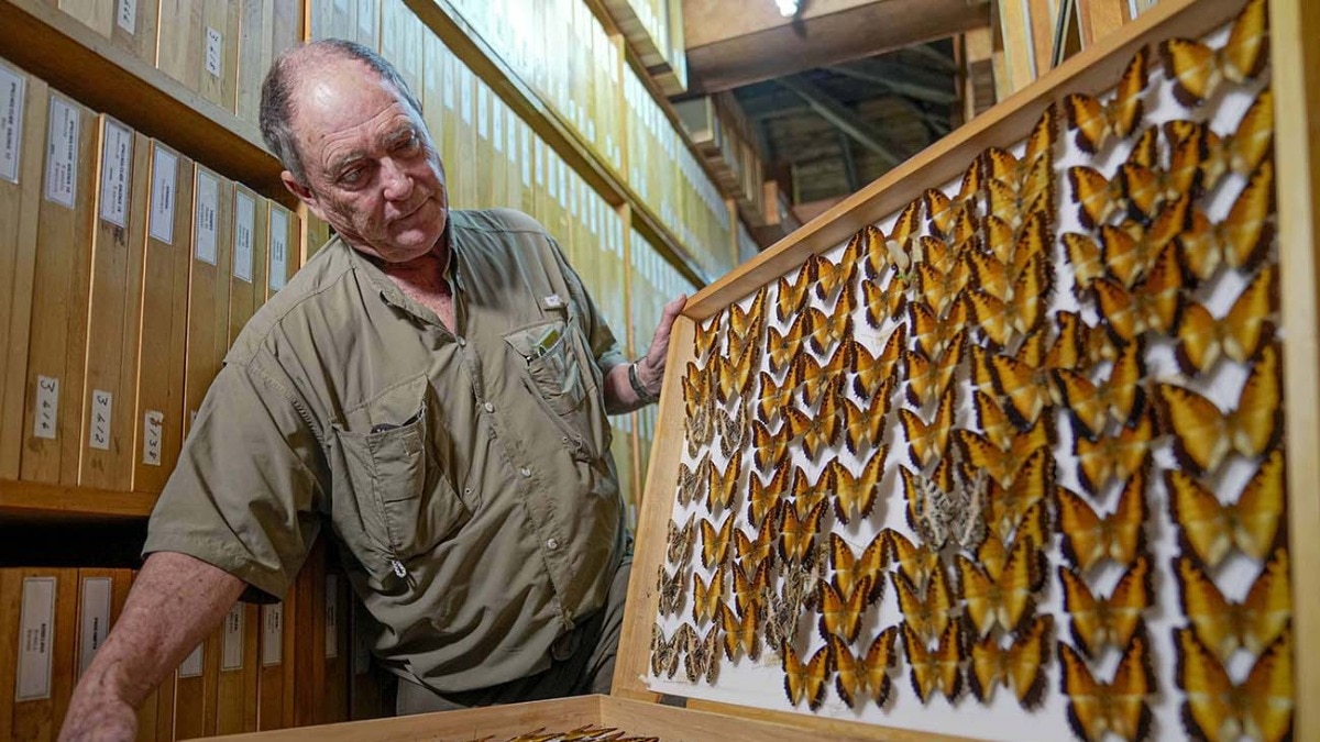 A collector's passion: Africa's largest butterfly collection