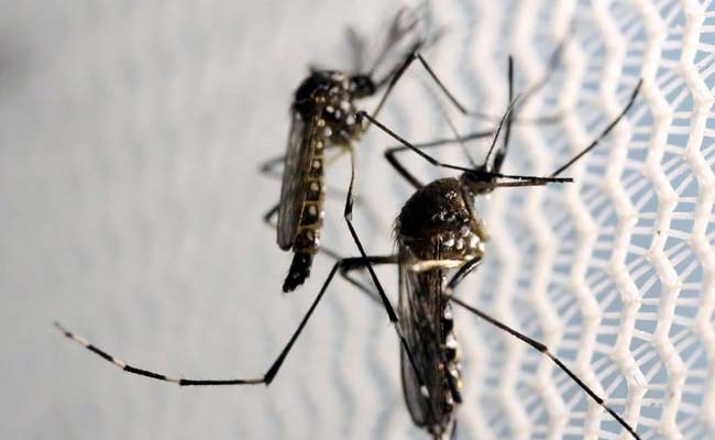 Scientists Want To Breed Mosquitoes With “Toxic” Semen. This Is Why