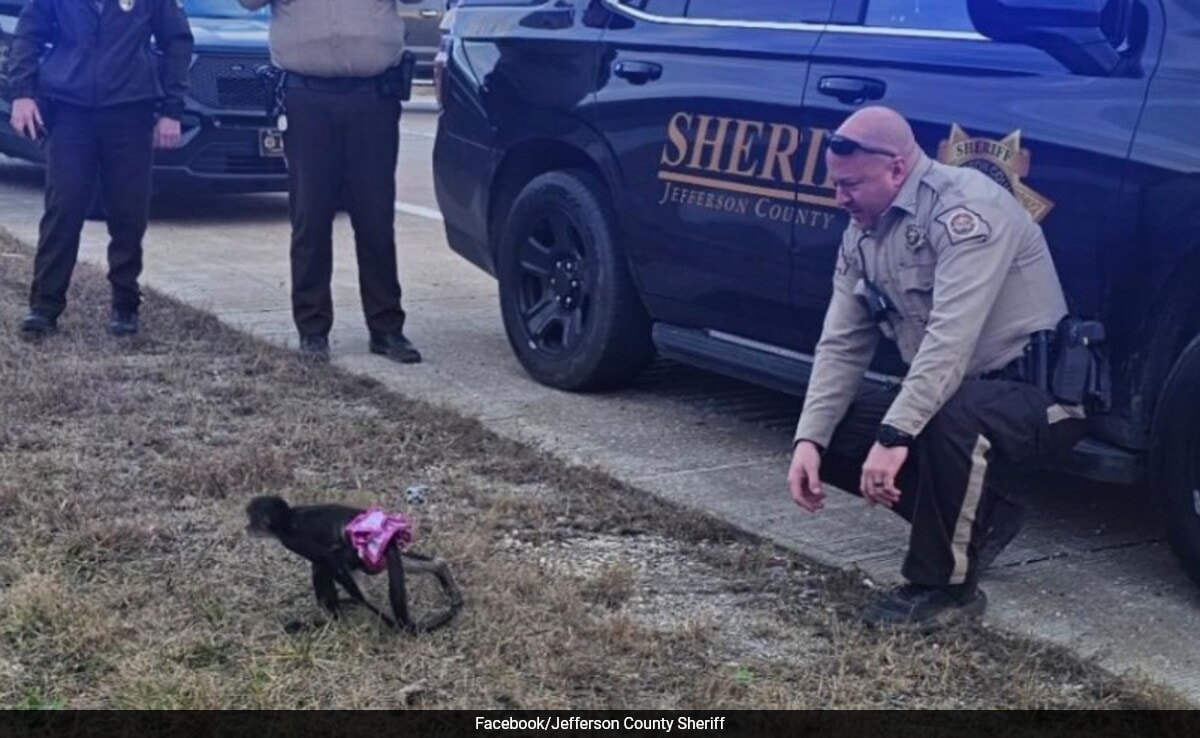 Sheriff Office Describes Capture Of Escaped Tutu-Wearing Monkey