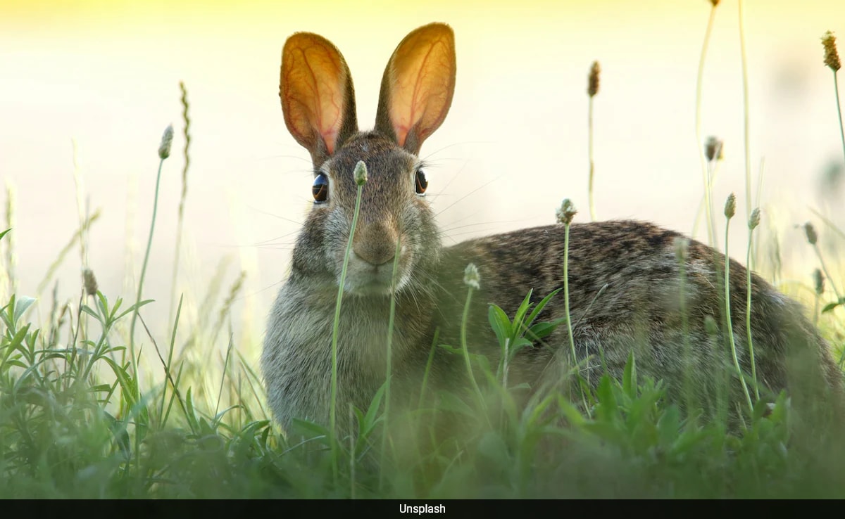 ‘Rabbit Fever’, A Rare Disease, On The Rise In US