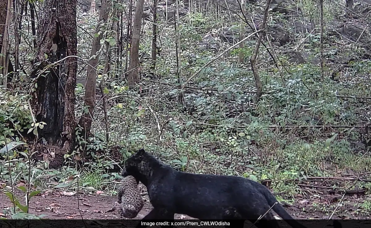 Watch: Rare Melanistic Leopard With Cub Spotted In Odisha's Nayagarh