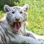 9-Month-Old White Tiger Dies at Delhi Zoo Due To "Traumatic Shock"